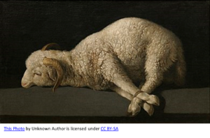 A dead lamb
