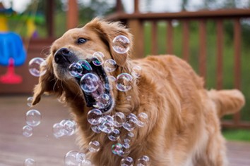 doggy plays with bubbles
Overcome Writers Displacement Activity