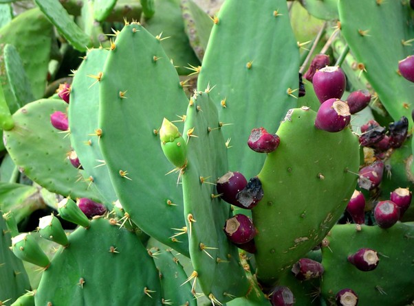 Prickly pear